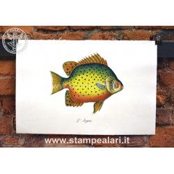 pesci LPESC27