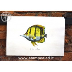 pesci LPESC24