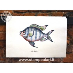 pesci LPESC22