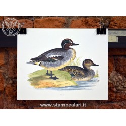 [:it]SAUCCC2 - anatre[:en]SAUCCC2 - ducks[:]