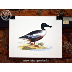 Anatra Spatolone - duck cm. 31 x 25 ca.