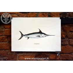 Pesce spada