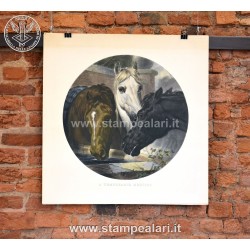 [:it]MCAVC11 Cavalli[:en]MCAVC11 horses[:]