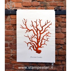 coralli LCORAC12