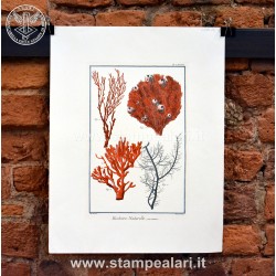 [:it]LCORAC13 Coralli[:en]LCORAC13 corals[:]
