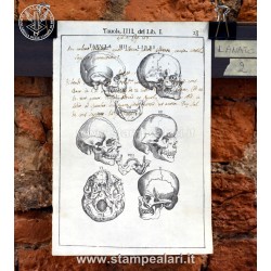 [:it]LANATC2 - Teschi e denti[:en]LANATC2 - Skulls and teeth[:]