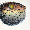 Fishes