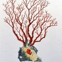 Corals
