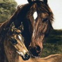 Horses